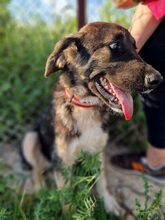 FATSA, Hund, Mischlingshund in Griechenland - Bild 2