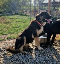 FATSA, Hund, Mischlingshund in Griechenland - Bild 4
