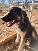 FATSA, Hund, Mischlingshund in Griechenland - Bild 8