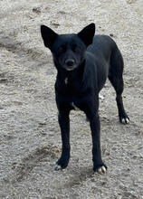 SAMI, Hund, Mischlingshund in Portugal - Bild 2