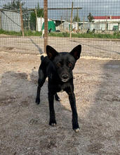 SAMI, Hund, Mischlingshund in Portugal - Bild 3