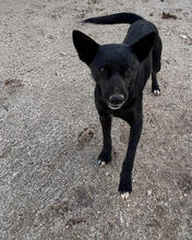 SAMI, Hund, Mischlingshund in Portugal - Bild 4