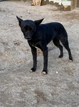 SAMI, Hund, Mischlingshund in Portugal - Bild 5
