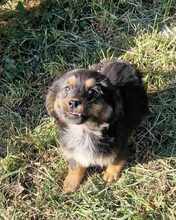 FEE, Hund, Mischlingshund in Belgien - Bild 1