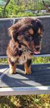 FEE, Hund, Mischlingshund in Belgien - Bild 2
