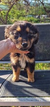 FEE, Hund, Mischlingshund in Belgien - Bild 3
