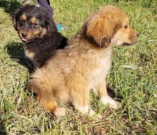 FEE, Hund, Mischlingshund in Belgien - Bild 4