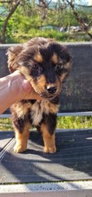 FEE, Hund, Mischlingshund in Belgien - Bild 5