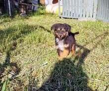 FEE, Hund, Mischlingshund in Belgien - Bild 6