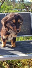 FEE, Hund, Mischlingshund in Belgien - Bild 7