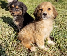 FEE, Hund, Mischlingshund in Belgien - Bild 8