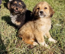FEE, Hund, Mischlingshund in Belgien - Bild 9