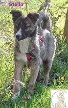 STELLA, Hund, Mischlingshund in Bad Sassendorf - Bild 1