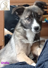 STELLA, Hund, Mischlingshund in Bad Sassendorf - Bild 3
