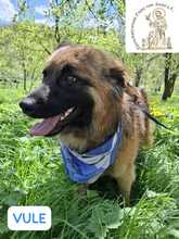 VULE, Hund, Mischlingshund in Bosnien und Herzegowina - Bild 1