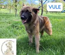 VULE, Hund, Mischlingshund in Bosnien und Herzegowina - Bild 2