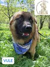 VULE, Hund, Mischlingshund in Bosnien und Herzegowina - Bild 3