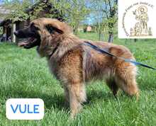 VULE, Hund, Mischlingshund in Bosnien und Herzegowina - Bild 4