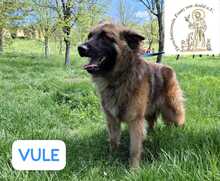 VULE, Hund, Mischlingshund in Bosnien und Herzegowina - Bild 5