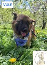 VULE, Hund, Mischlingshund in Bosnien und Herzegowina - Bild 6