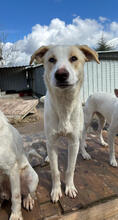 SATSUKI, Hund, Mischlingshund in Portugal - Bild 1