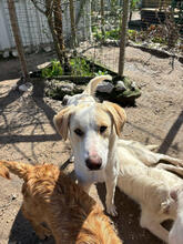 SATSUKI, Hund, Mischlingshund in Portugal - Bild 2