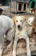 SATSUKI, Hund, Mischlingshund in Portugal - Bild 3