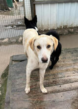 SATSUKI, Hund, Mischlingshund in Portugal - Bild 4