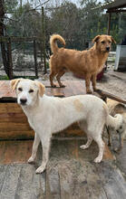 SATSUKI, Hund, Mischlingshund in Portugal - Bild 5