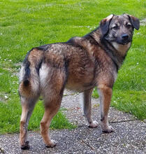 ARNO, Hund, Mischlingshund in Mönchengladbach - Bild 3