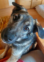 ARNO, Hund, Mischlingshund in Mönchengladbach - Bild 4