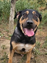 DAN, Hund, Mischlingshund in Rumänien - Bild 2