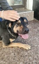 DAN, Hund, Mischlingshund in Rumänien - Bild 3