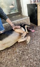 DAN, Hund, Mischlingshund in Rumänien - Bild 4