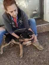 DAN, Hund, Mischlingshund in Rumänien - Bild 7