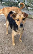 DUG, Hund, Mischlingshund in Portugal - Bild 1