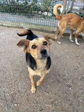 DUG, Hund, Mischlingshund in Portugal - Bild 2