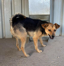 DUG, Hund, Mischlingshund in Portugal - Bild 4