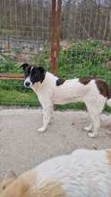 DOOLEY, Hund, Mischlingshund in Rumänien - Bild 10