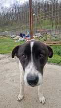 DOOLEY, Hund, Mischlingshund in Rumänien - Bild 2