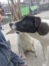 DOOLEY, Hund, Mischlingshund in Rumänien - Bild 5
