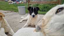 DOOLEY, Hund, Mischlingshund in Rumänien - Bild 7