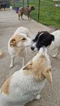 DOOLEY, Hund, Mischlingshund in Rumänien - Bild 8