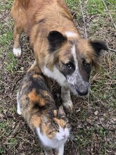 EFFY, Hund, Mischlingshund in Rumänien - Bild 1