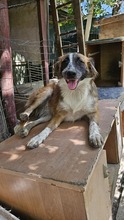 EFFY, Hund, Mischlingshund in Rumänien - Bild 3