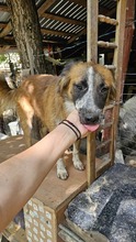 EFFY, Hund, Mischlingshund in Rumänien - Bild 4