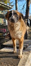 EFFY, Hund, Mischlingshund in Rumänien - Bild 5