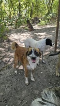 EFFY, Hund, Mischlingshund in Rumänien - Bild 6