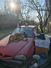 EFFY, Hund, Mischlingshund in Rumänien - Bild 7