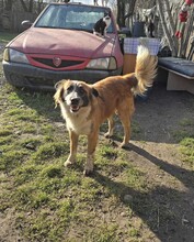 EFFY, Hund, Mischlingshund in Rumänien - Bild 8